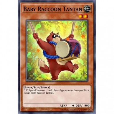 Baby Raccoon Tantan