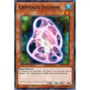 Chrysalis Dolphin