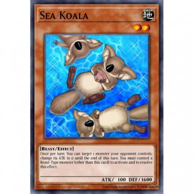 Koala Marino