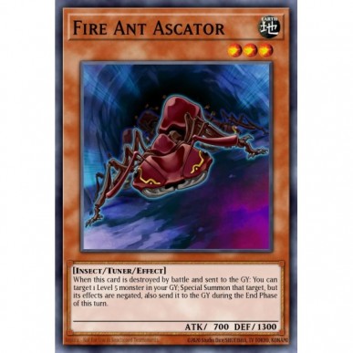 Formica di Fuoco Ascator