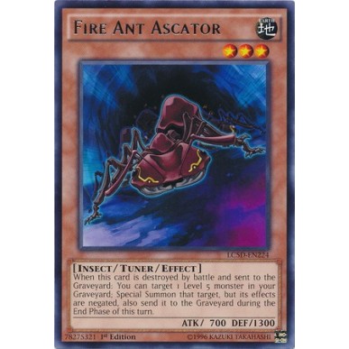 Formica di Fuoco Ascator
