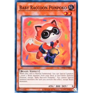 Baby Raccoon Ponpoko
