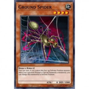 Ground Spider