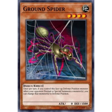 Ground Spider