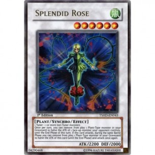 Rosa Splendida (V.1 - Ultra...