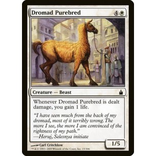Purosangue Dromad