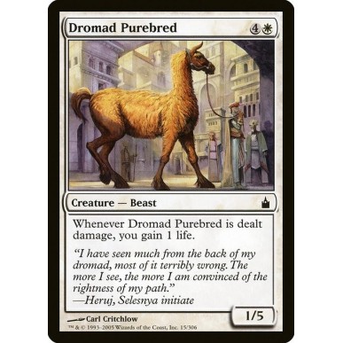 Purosangue Dromad
