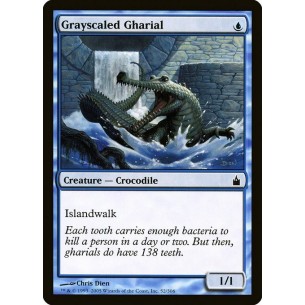 Gharial Grigioscaglia