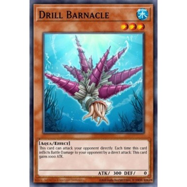 Cirripede Trapano