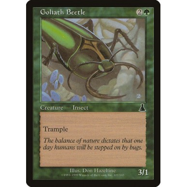 Goliath Beetle