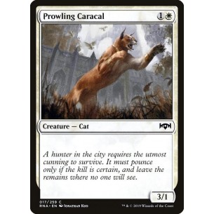 Prowling Caracal