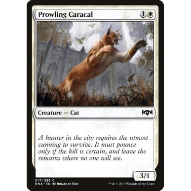Prowling Caracal