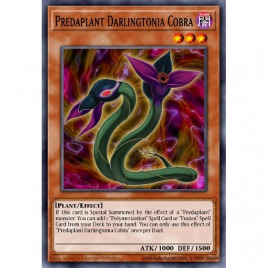 Predaplant Darlingtonia Cobra