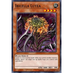 Ibicella Lutea