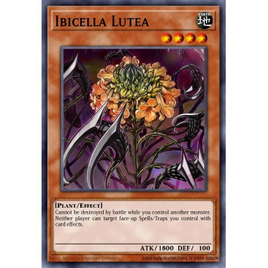 Ibicella Lutea