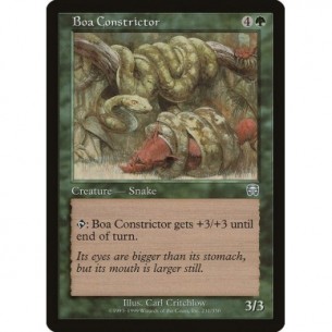 Boa Constrictor