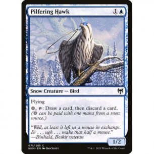 Pilfering Hawk