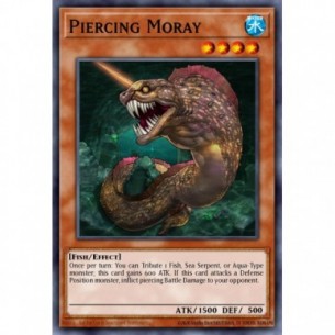 Piercing Moray