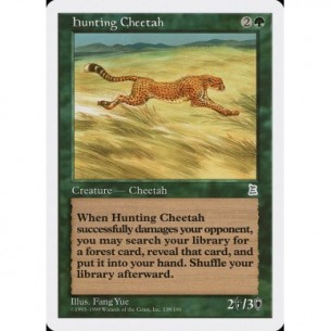 Hunting Cheetah