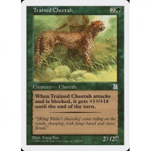 Trained Cheetah