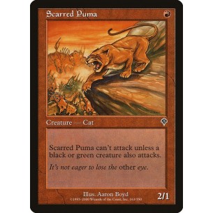 Scarred Puma