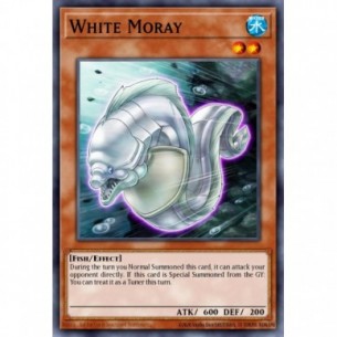 White Moray
