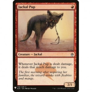 Jackal Pup