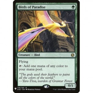 Birds of Paradise