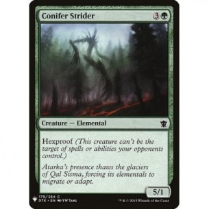 Conifer Strider