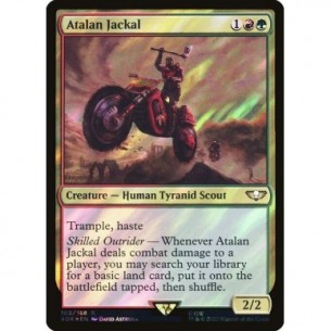 Atalan Jackal