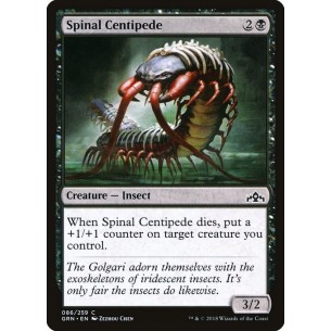 Centopiedi Spinale