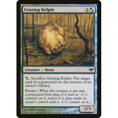 Kelpie al Pascolo