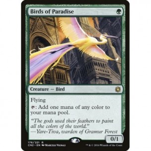Birds of Paradise