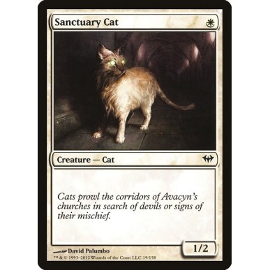 Sanctuary Cat