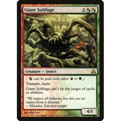 Solifugo Gigante