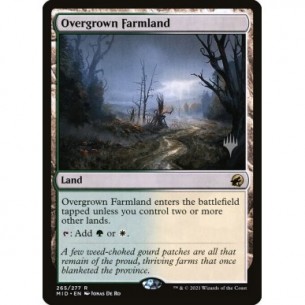 Overgrown Farmland
