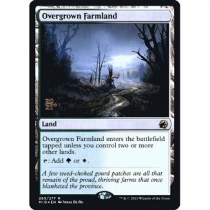 Overgrown Farmland