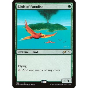 Birds of Paradise