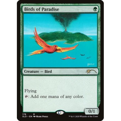 Birds of Paradise