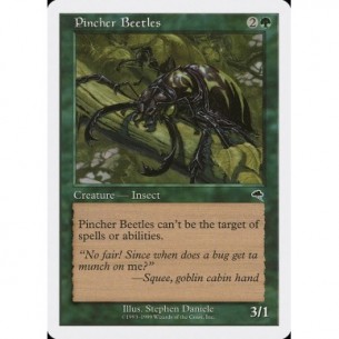 Pincher Beetles