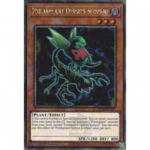 Predapianta Ofride Scorpione