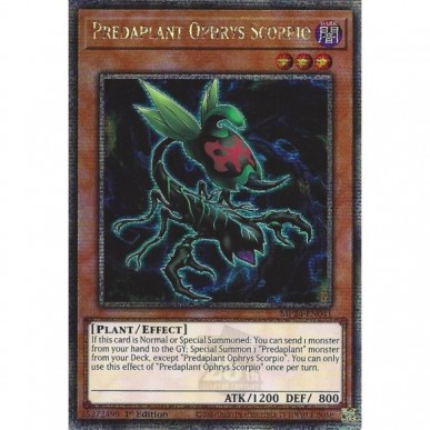 Predapianta Ofride Scorpione