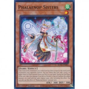 Sorelle Phalaenop