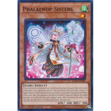 Sorelle Phalaenop Sorelle Phalaenop
