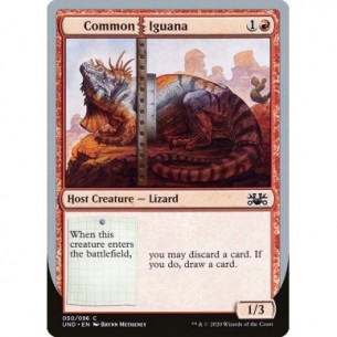 Common Iguana
