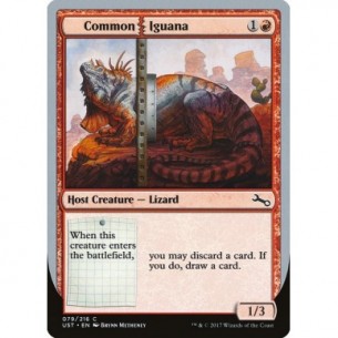 Common Iguana