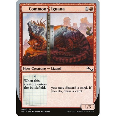 Common Iguana