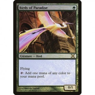 Birds of Paradise
