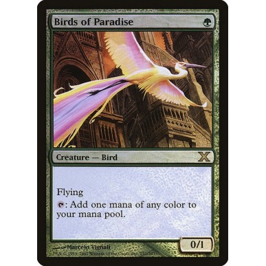 Birds of Paradise