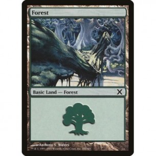 Forest